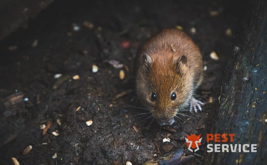 Дератизация в Людиново